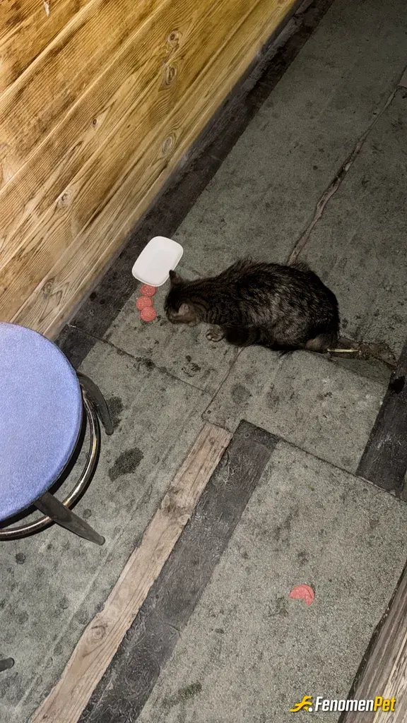 Sokak hayvanı besleme: Tatlı