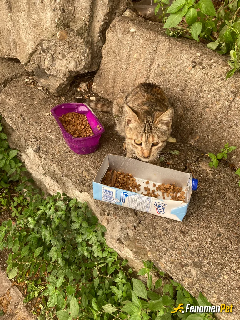 Sokak hayvanı besleme: #Fenomenpet #patidostu #Patili