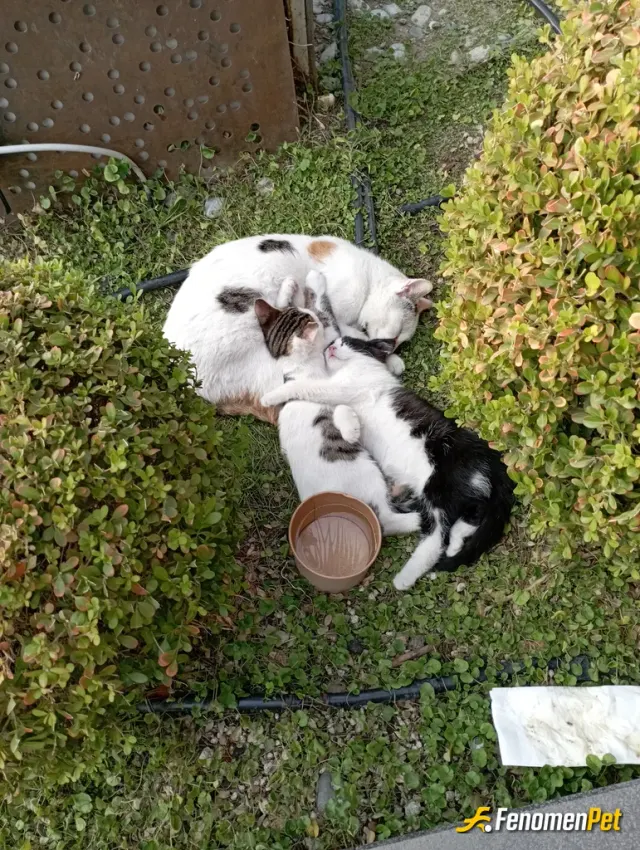 Sokak hayvanı besleme: 1 EVDE 6 SOKAKTA  EVLADIM VAR :)