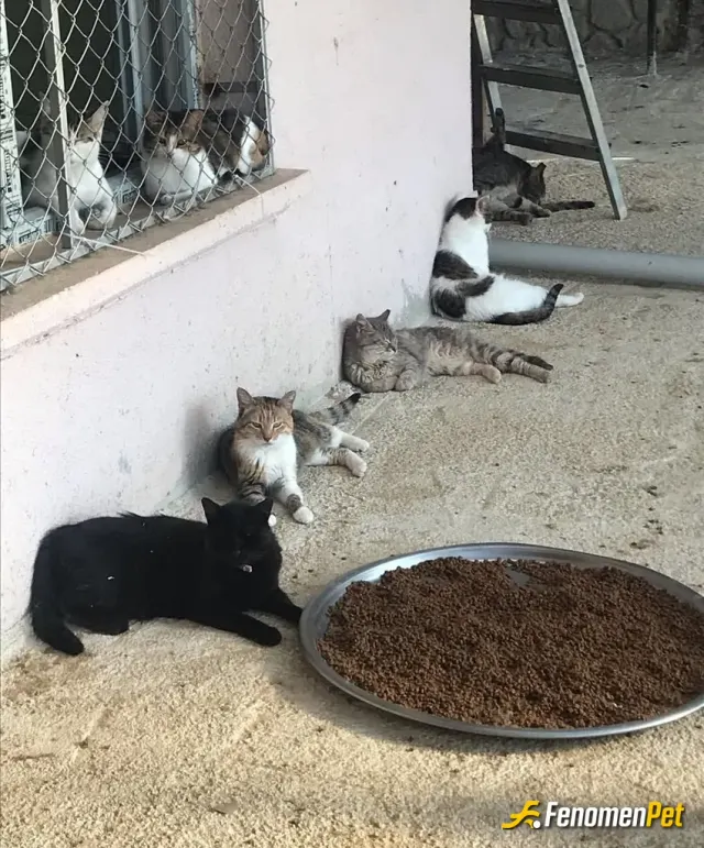 Sokak hayvanı besleme: #Fenomenpet - fenomenbet dün bahçemde pati'li dostlarımıza ziyafet verdik :)