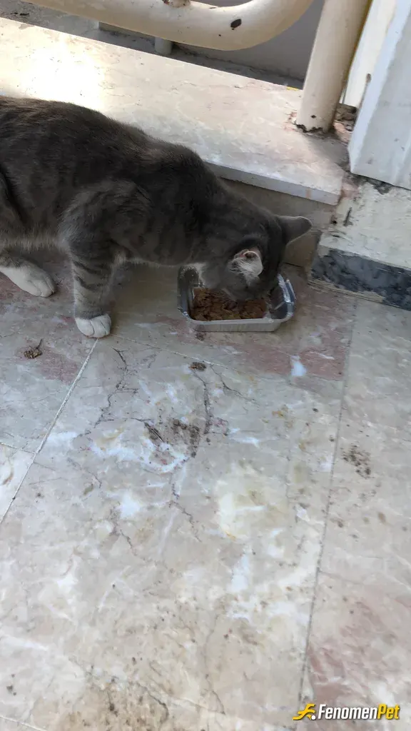 Sokak hayvanı besleme: Apartmanın önündeki kediye kedi maması verdim