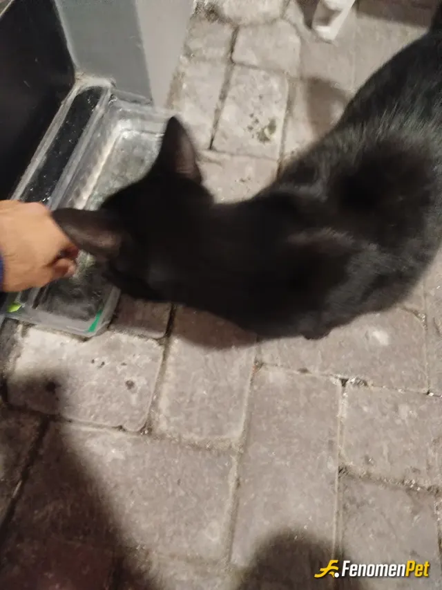Sokak hayvanı besleme: Su ve gıda yardımı.