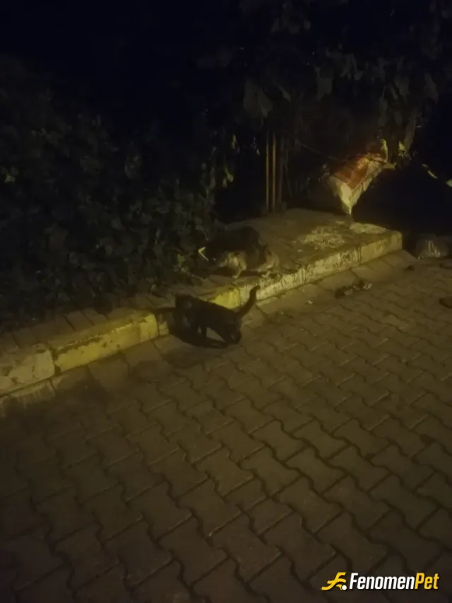 Sokak hayvanı besleme: Gece korumaların yemek saati,
