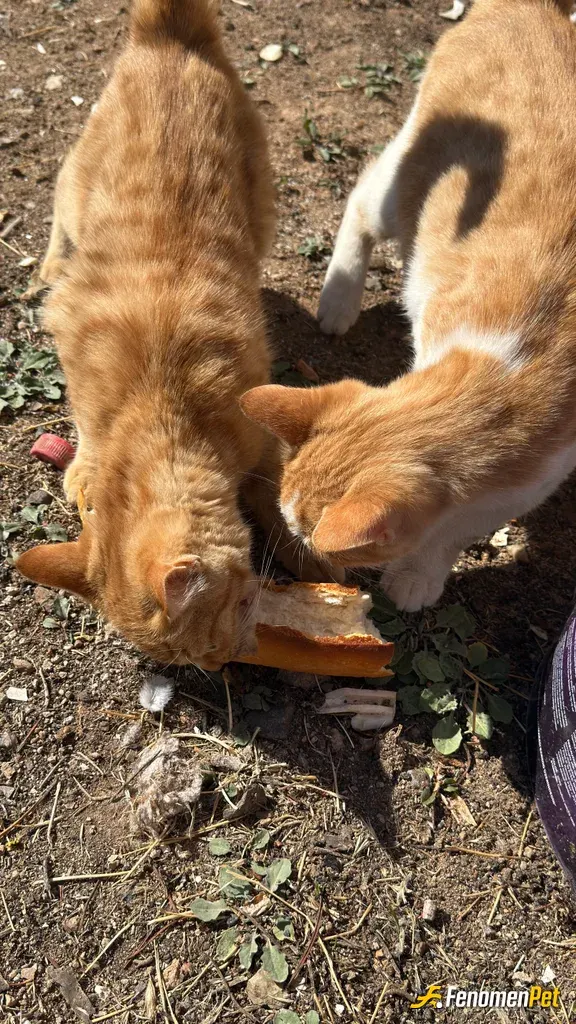 Sokak hayvanı besleme: Bahçemizde bulunan kedilere evden ekmek su süt verip besliyorum