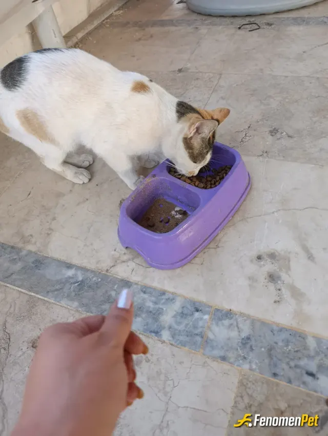 Sokak hayvanı besleme: Kablarına yemek bırakıyorum sürekli