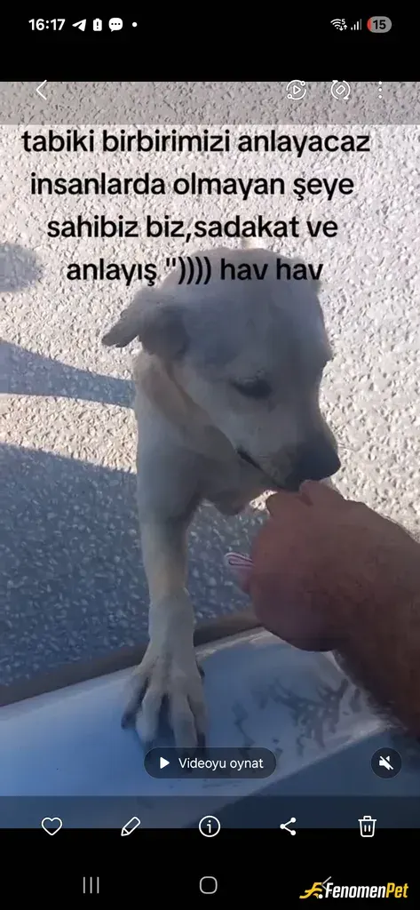 Sokak hayvanı besleme: Sadece karınlarını doğurmakla kalmıyorum onlara sevgi şefkat veriyorum onlarla oyunlar oynuyorum