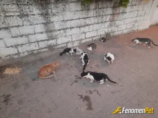 Sokak hayvanı besleme: Devam .......