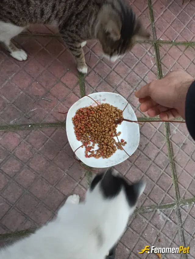 Sokak hayvanı besleme: Her gün yanımda onlarcası var onları koruyun