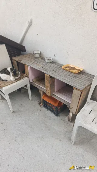 Sokak hayvanı besleme: Onlara yuva yaptım ve yem aldım