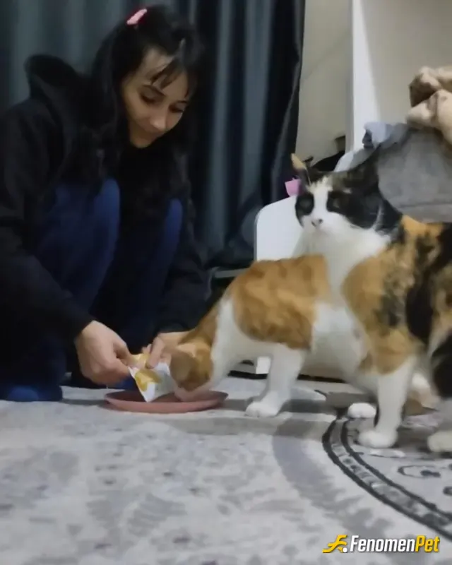 Sokak hayvanı besleme: Yaşama sevincim bunlar