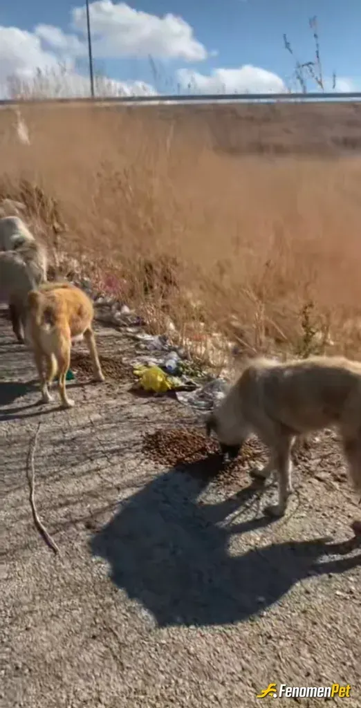 Sokak hayvanı besleme: Biraz mama alıp bazi yerlere aralıklarla döktüm 🤗