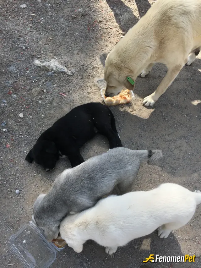Sokak hayvanı besleme: #fenomenpet Annesi ve yavruları bir ay kadar besledik sahiplendirdik 🥰