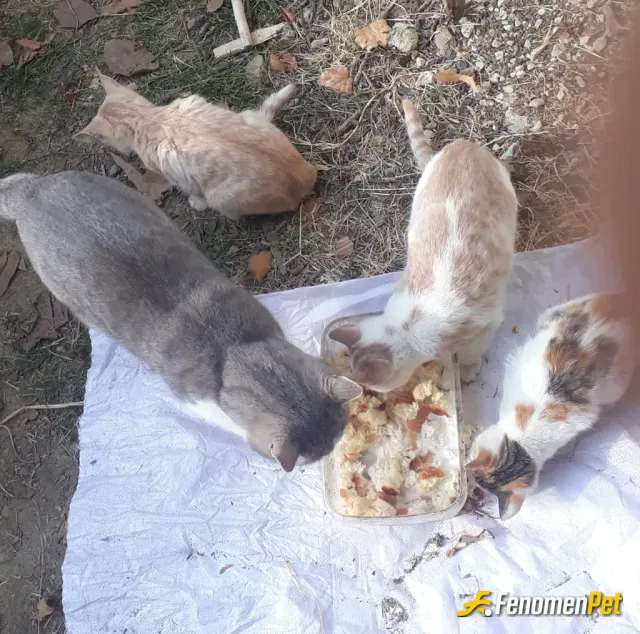 Sokak hayvanı besleme: bu yavrucaklara süt ve ekmek verildi :)