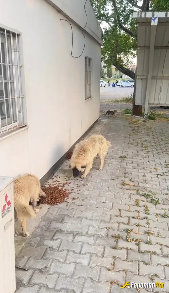 Sokak hayvanı besleme: belediye düğün salonunun çevresinde daha bunlar gibi bir süre can var