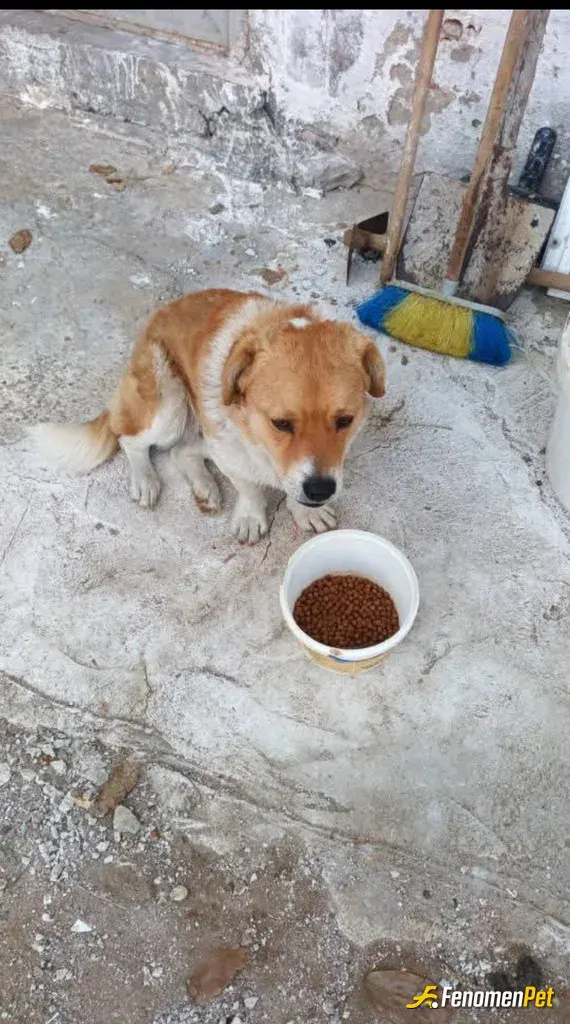 Sokak hayvanı besleme: @Fenomenpet hep birlik daha guzel yarinlar icin