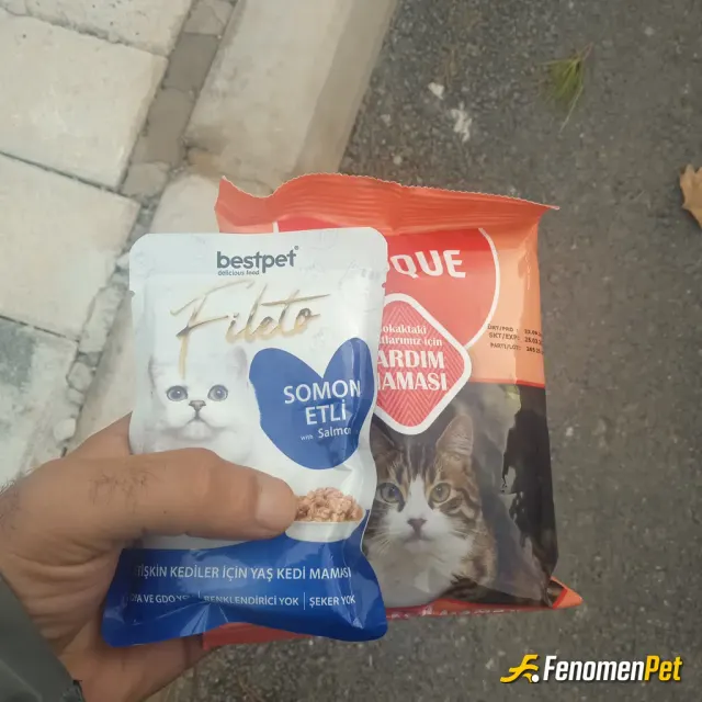 Sokak hayvanı besleme: #Fenomenpet sokakta baktığım apartmanın kedilerine