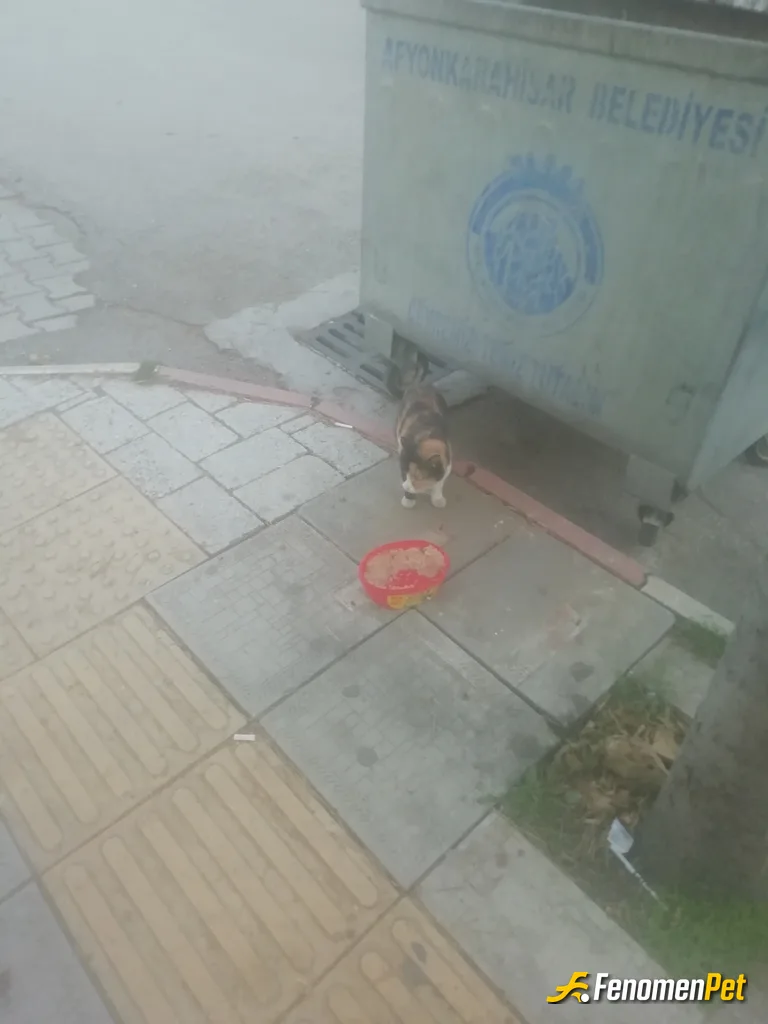 Sokak hayvanı besleme: Mama ve su veriyorum