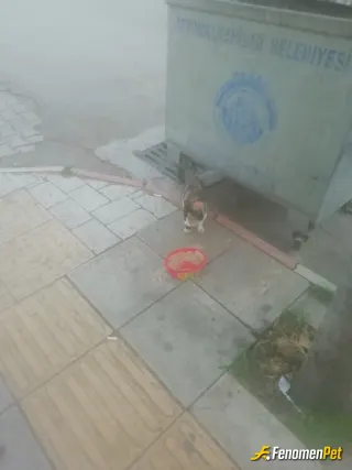 Sokak hayvanı besleme: Mama ve su veriyorum