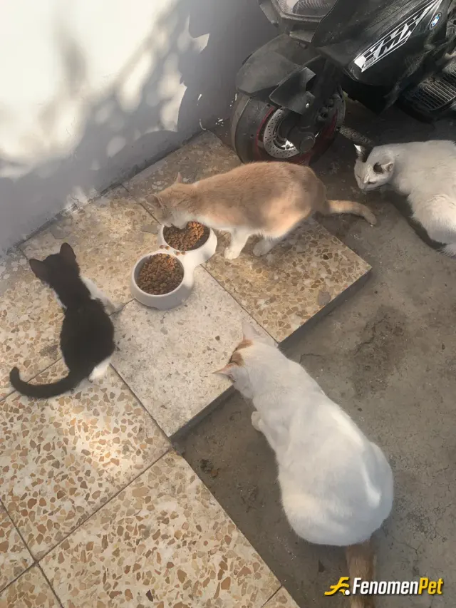 Sokak hayvanı besleme: Aylık 15 kg kedi maması alıyorum.bahçemde 10-15 arası sokak kedisi besliyorum #Fenomenpet #Fenomenbet
