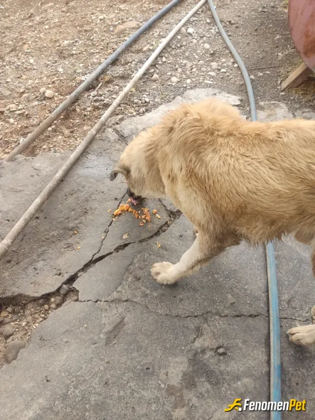 Sokak hayvanı besleme: 🐶🐶