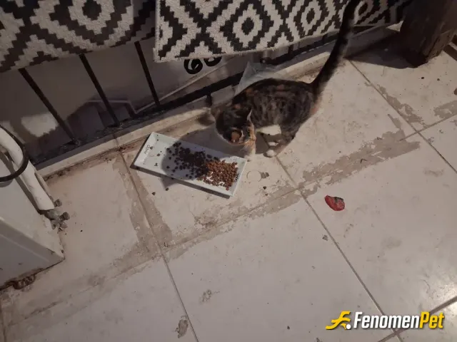 Sokak hayvanı besleme: Bizim merhametimize vijdanimiza siginmak zorunda kalan caresiz derdini bile anlatamayan canlar