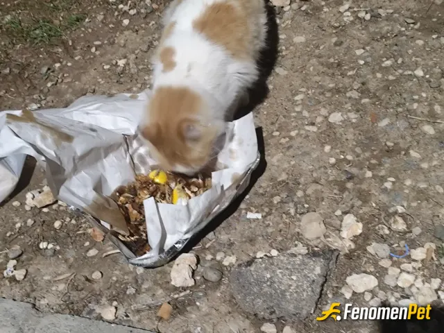 Sokak hayvanı besleme: Kediler ask