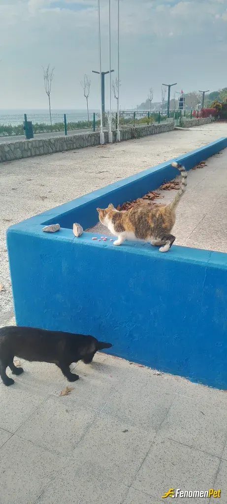Sokak hayvanı besleme: Hergün nöbet saatimin başlangıcı burda olurlar :))