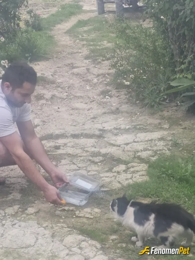 Sokak hayvanı besleme: yol kenarında gördüm açtı ilk karnını doyurdum sonra su verdim