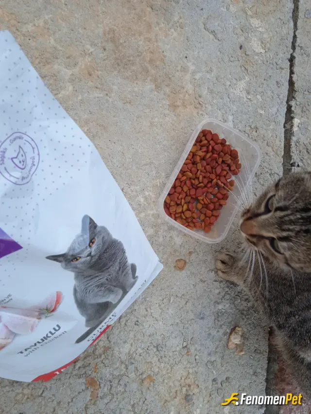 Sokak hayvanı besleme: Evin orda bir sürü kedi vardı ve duyarsız kalmadık