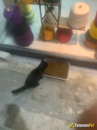 Sokak hayvanı besleme: Yeme içme ve sağlık problemlerini elimden ğeldiğince 7/24 yardımcı olmaya devam ediyorum
