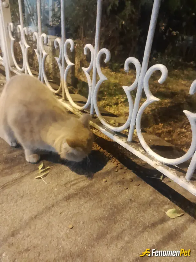 Sokak hayvanı besleme: Femomenbet pati dostu