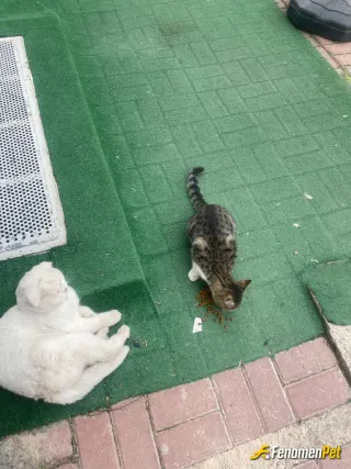Sokak hayvanı besleme: kedileri seviyoruz