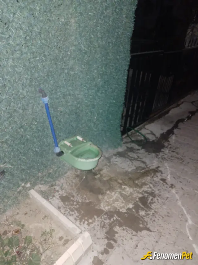 Sokak hayvanı besleme: Burası benim kapımın önü. Sokak hayvanları için otomatik suluk yaptım. Mümkün olduğunca da mama alıp veriyorum