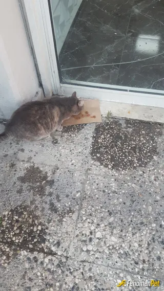 Sokak hayvanı besleme: patili dostlar