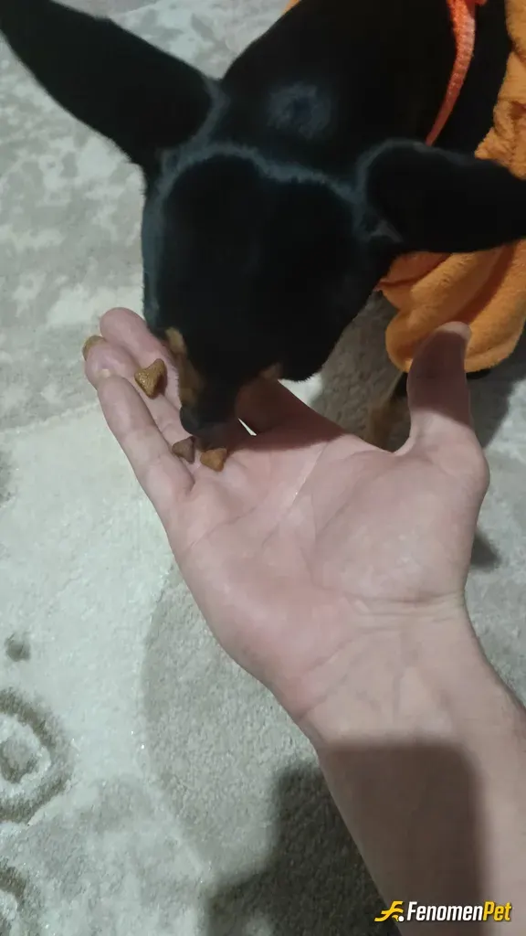 Sokak hayvanı besleme: köpeğim deyzi ile birlikte