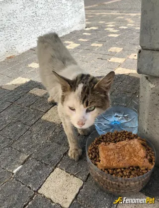 Sokak hayvanı besleme: Kış aylarında yemek bulmakta zorlanıcaklardır.  🤦