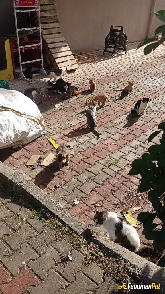 Sokak hayvanı besleme: Her sabah muhakkak 32 ye yakın sokak kedisine muhakkak manalarını veriyorum çok sukur