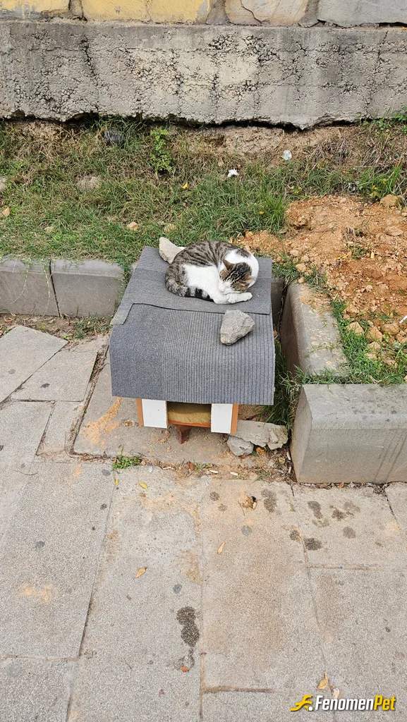 Sokak hayvanı besleme: Kediyi besledim