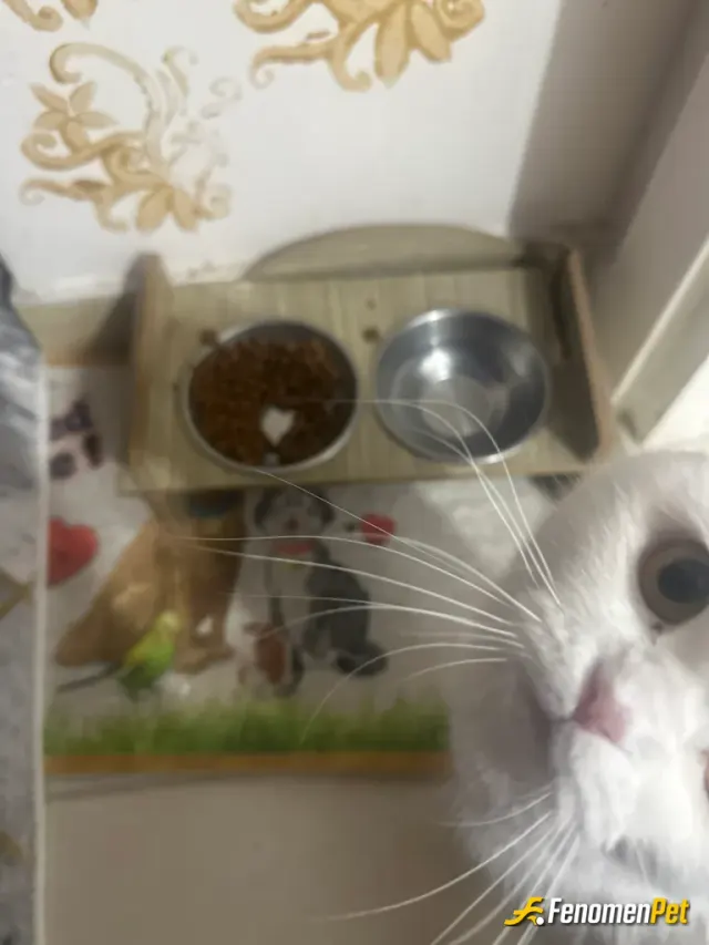 Sokak hayvanı besleme: Mama ve su ile