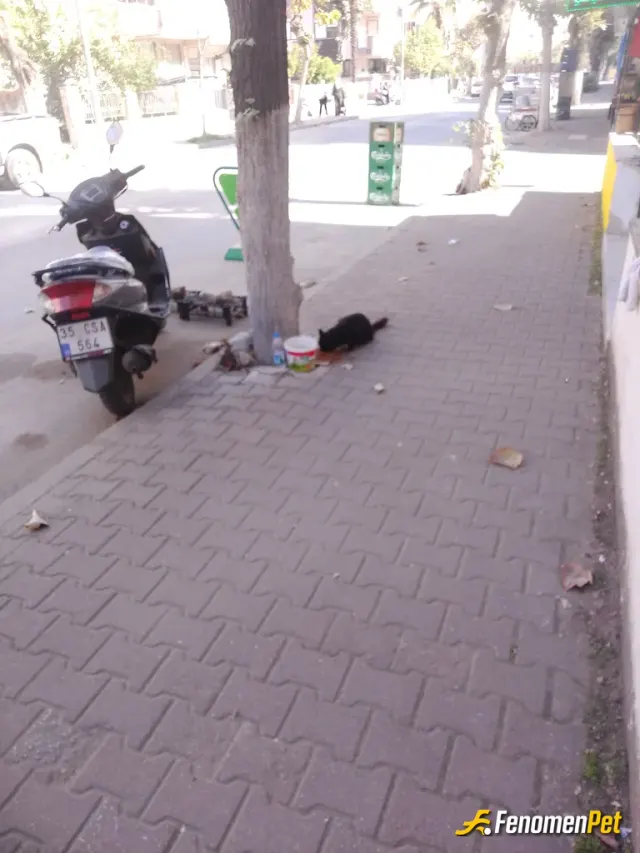 Sokak hayvanı besleme: Bir kaba su diğerine su verdim onlarda bı canlı ağzı dili var ama konuşamaz