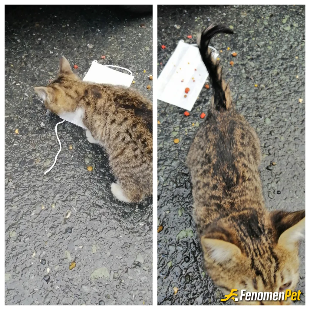 Sokak hayvanı besleme: #Fenomenpet - aracımda mutlaka mama bulunur, aslında canları beslerken foto çekmeyi de pek sevmiyorum, fakat bu fare kuy…