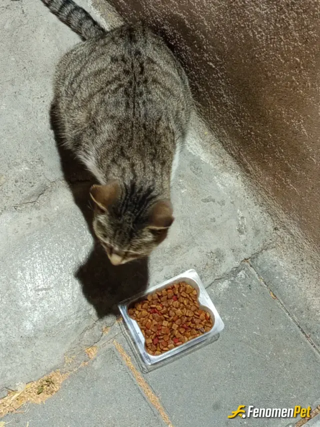 Sokak hayvanı besleme: Bir kap mama verdim