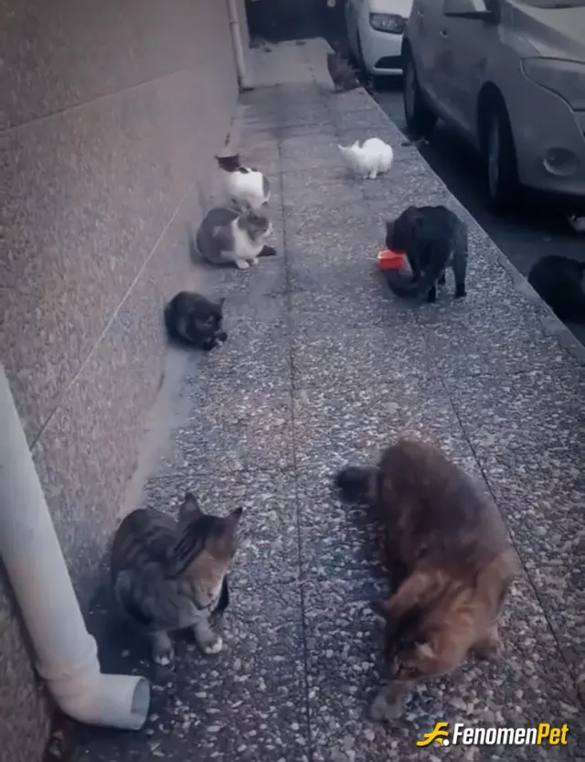 Sokak hayvanı besleme: Evimin önünde besledigim tam 30 Kedim var 😍 kişisel şahsi hesabımda onlara ayrılmış 2 yıllık bakım blogum var