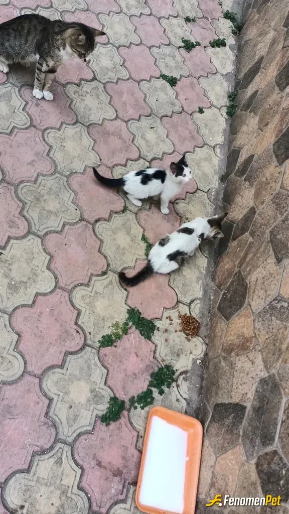 Sokak hayvanı besleme: 1 kap suyu veya sütü çok görmeyin 🥺😇