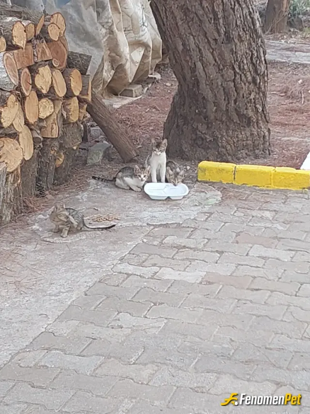 Sokak hayvanı besleme: Günlük mama ve su veriyorum butcem kadar.