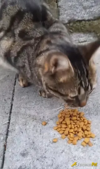 Sokak hayvanı besleme: SEVELİM SEVİLELİM.