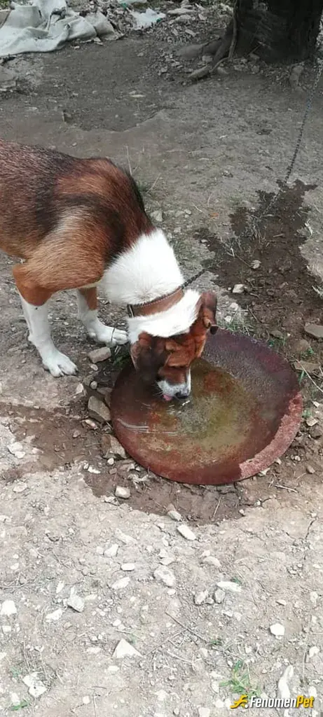 Sokak hayvanı besleme: köyümüzün köpeğine su verdik..