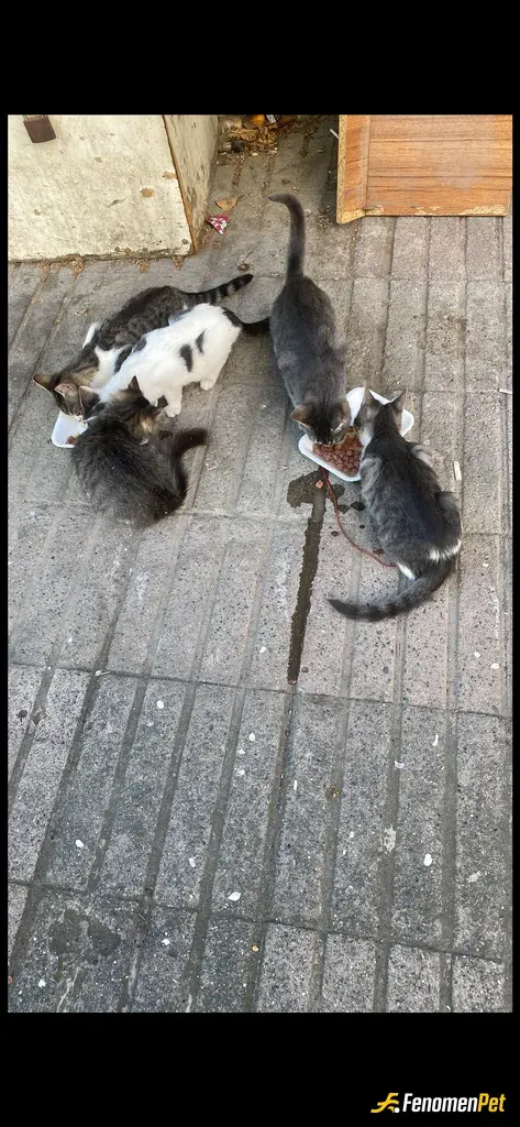 Sokak hayvanı besleme: Hemen her ay bir kedi veya köpek kısırlsştırıyorum bu bebeklerin annesi öldü ve onlar için yuva yaptık (kızkar