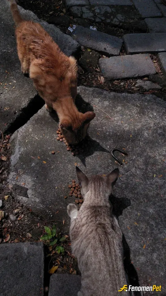 Sokak hayvanı besleme: Yıllardır benimle birlikteler 🐈🤍