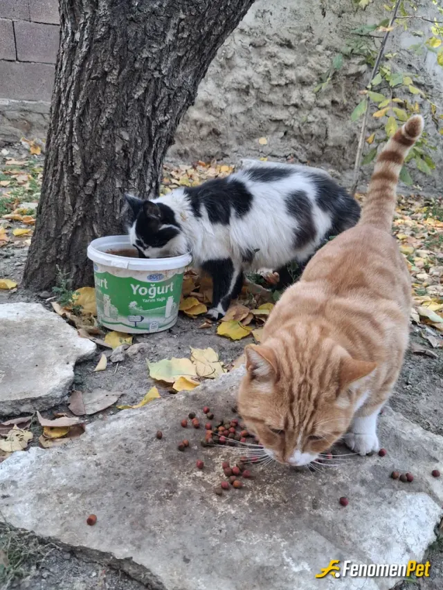 Sokak hayvanı besleme: #fenomen partili ler